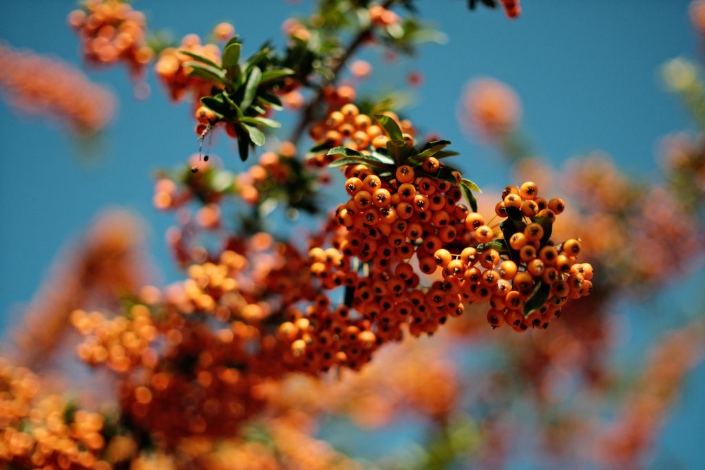 Cathédrale de Reims, Marne