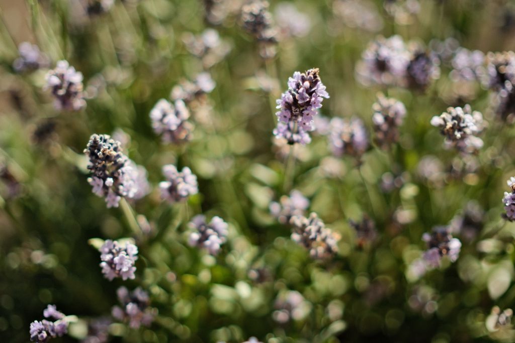 Cathédrale de Reims, Marne