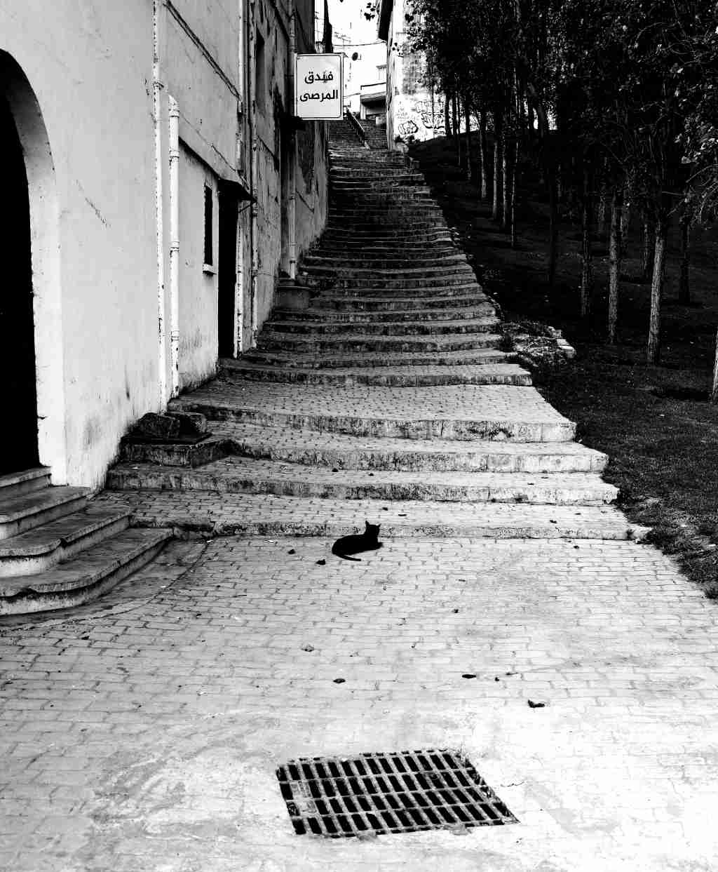 Chat, Rue de Tanger