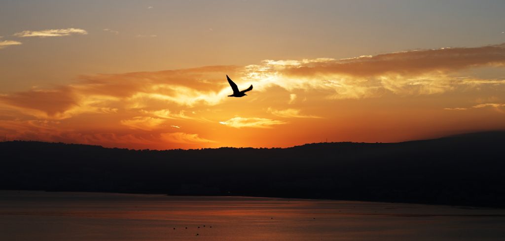 Oiseaux au lever du soleil à Tanger