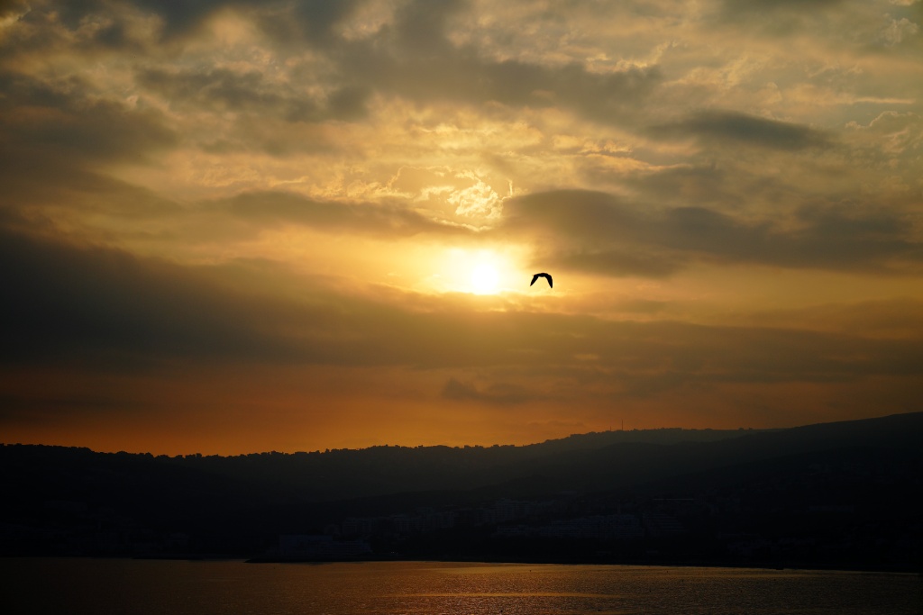 Envol d'un oiseau, port de peche d'assilah